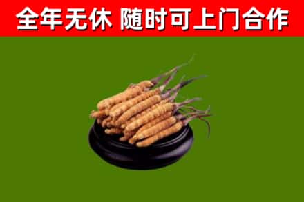 株洲烟酒回收冬虫夏草.jpg